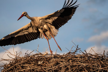 storks and their nests in the spring, a stork is waiting in its nest,