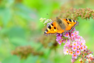 Fototapeta na wymiar Butterfly most likely small tortoiseshell (aglais urticae) on a flower showing his beautiful colors in the summer photo with vibrant colors and bokeh background