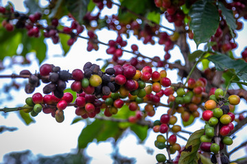 Coffee Beans on Trees. Close up of colorful coffee beans on the tree. Only the deep reds are ready to picked up by hand. Photo taken in a Farm located in Guatemala..