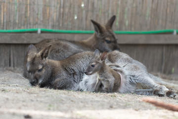 Känguru - Wallaby