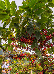 Coffee Beans on Trees. Close up of colorful coffee beans on the tree. Only the deep reds are ready to picked up by hand. Photo taken in a Farm located in Guatemala..