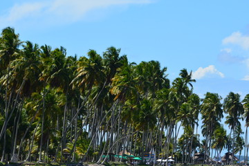 carneiros - pernambuco