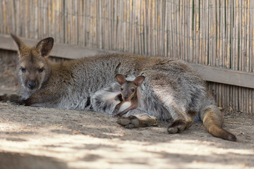 Känguru - Wallaby