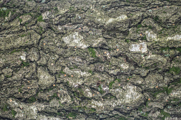 Texture of tree bark.