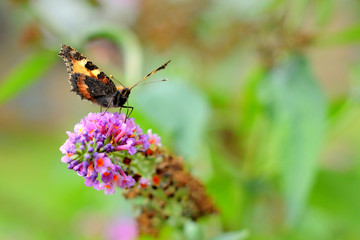 Butterfly most likely small tortoiseshell (aglais urticae) on a flower showing his beautiful colors in the summer photo with vibrant colors and bokeh background