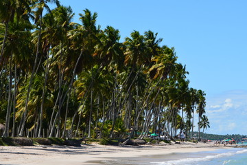 carneiros - pernambuco
