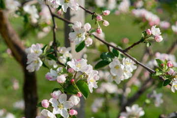 Fototapeta na wymiar The Apple tree blooms. Spring flowers