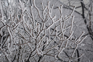 icy tree branches in the wind