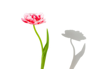Tulip flower with it shadow on a white background