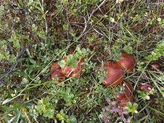 mushroom in the grass