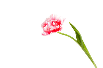 Tulip flower on a white background