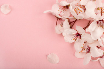 Spring sakura flowers on a pink background. Macro photography of flowers. Beautiful background