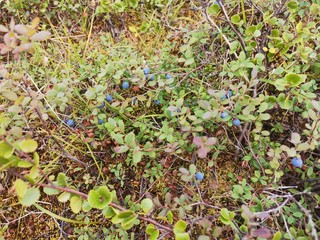 flowers in the garden