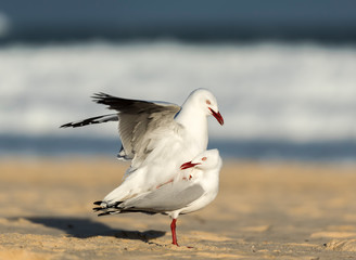 Seagull on the beach