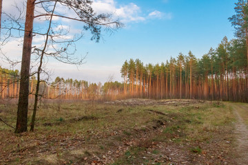 Forest, pine trees against the blue sky