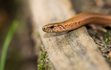 Closeup of a slow worm