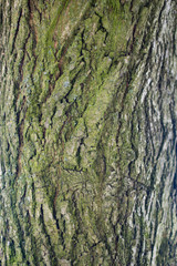 Texture of tree bark.