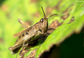 Tiny grasshopper 