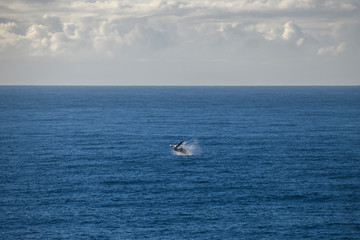 Obraz premium Breaching humpback whale 