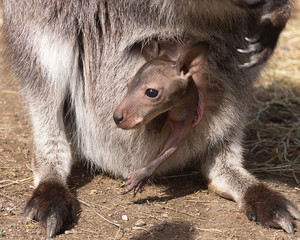 Känguru - Wallaby © Michaela