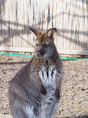 Fototapeta premium Känguru - Wallaby