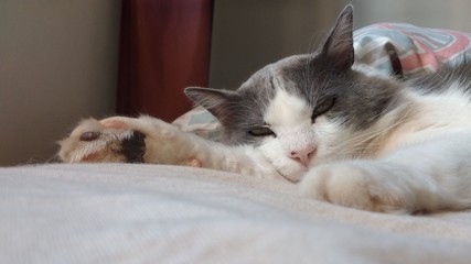 Obraz premium cat in bed