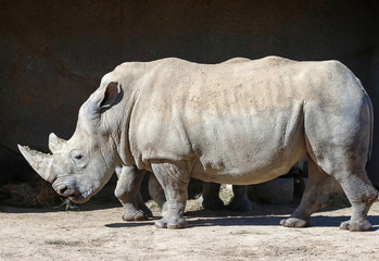 The white rhinoceros or square-lipped rhinoceros Ceratotherium simum .