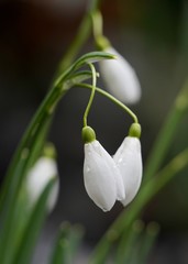 Zarte Schneeglöckchen im frischen Frühlingsregen