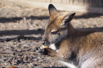 Naklejka na ściany i meble Känguru - Wallaby