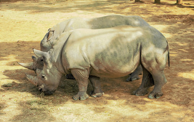 Obraz premium The white rhinoceros or square-lipped rhinoceros Ceratotherium simum .