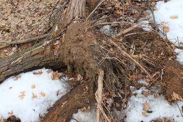 stump in winter forest