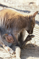 Känguru - Wallaby