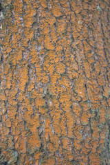 Texture of tree bark.