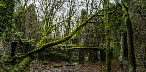 Old ruins and trees covered by the green moss