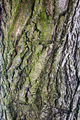 Texture of tree bark.
