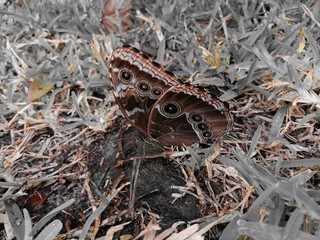 butterfly on wall