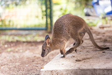 Wallaby