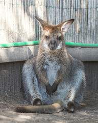 Wallaby