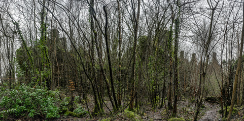 Fototapeta premium Old mystical ruins hidden in a bush panorama