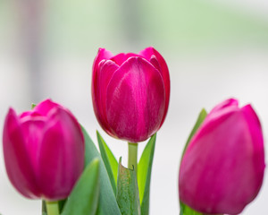 Bouquet of three pink tulips on a light background.