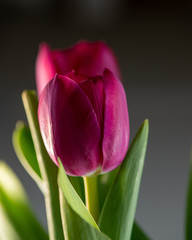 Naklejka premium Bouquet of three pink tulips on a dark background.