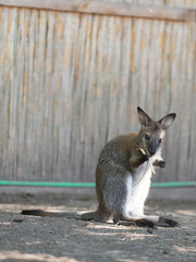 Wallaby