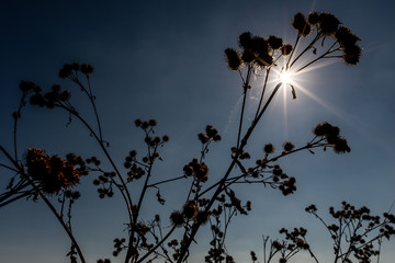 Pflanze im Sonnenlicht und blauen Himmel