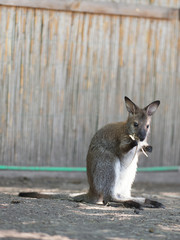 Wallaby