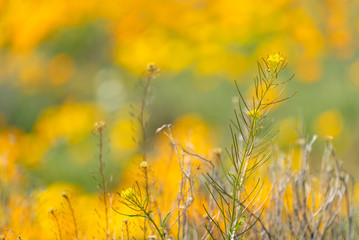 Desert Weeds with Golden Poppy Bokeh