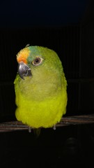 Parrot