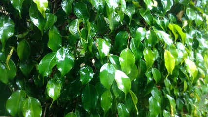 Fototapeta premium Plant