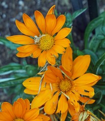 Orange Flowers