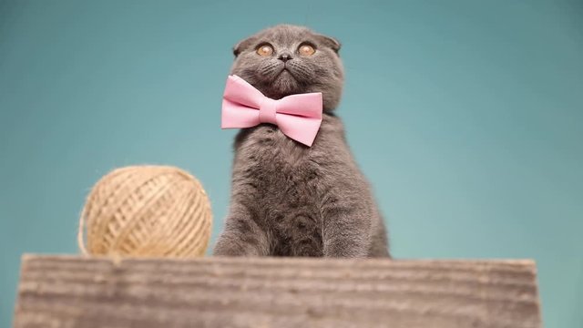 adorable Scottish Fold cat is wearing a pink bow tie and sitting on a wooden board next to a ball of thread in the studio