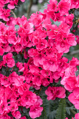 red azalea, gardening concept, bush of blooming azalea, background for a card. Spring flowers. vertical photo